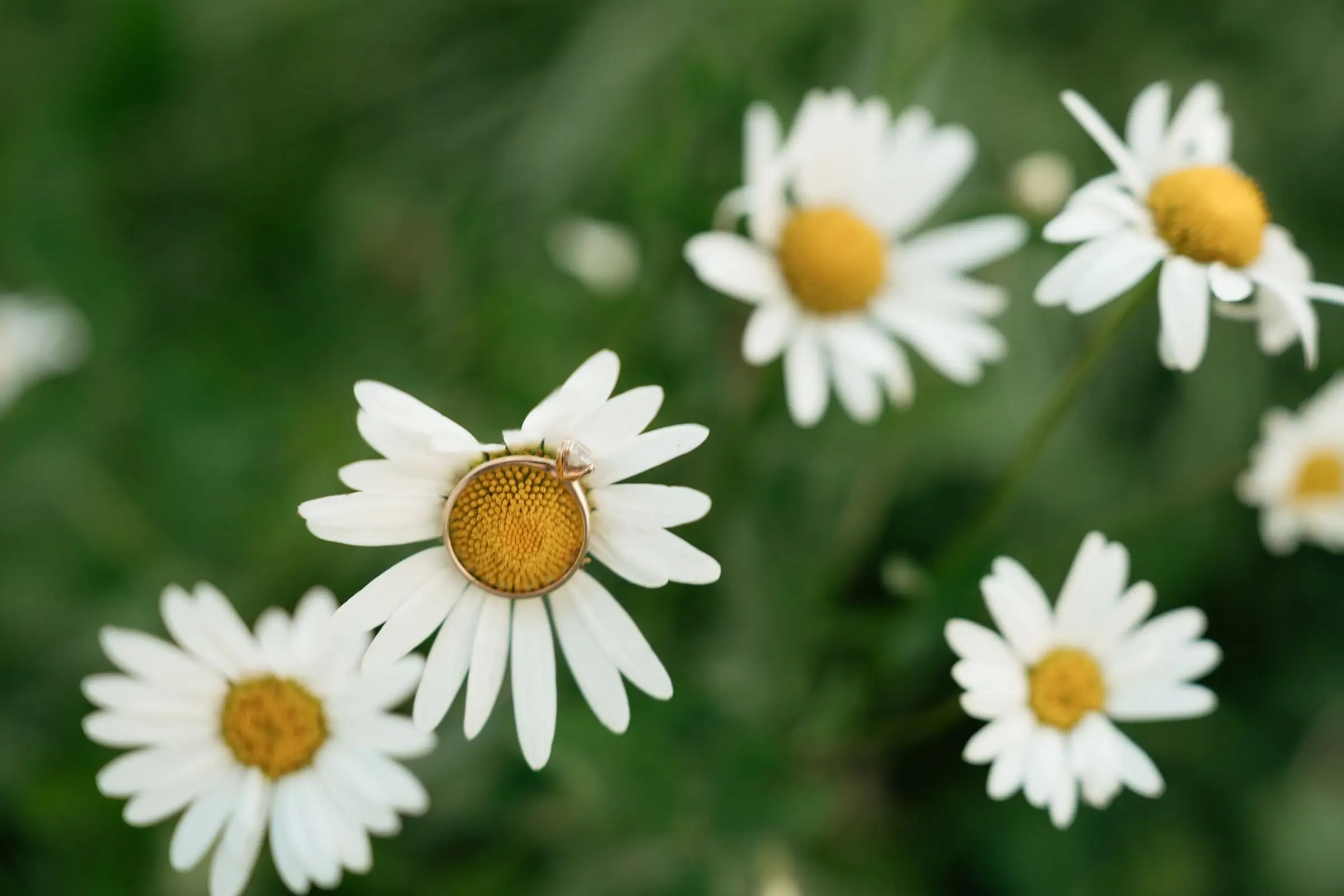 Daisies in the grass of an alpine meadow in La Val