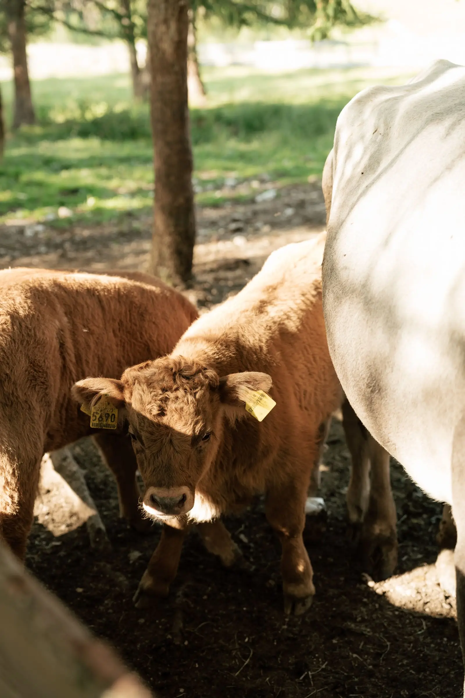 Curious calves next to the bride in her white gown