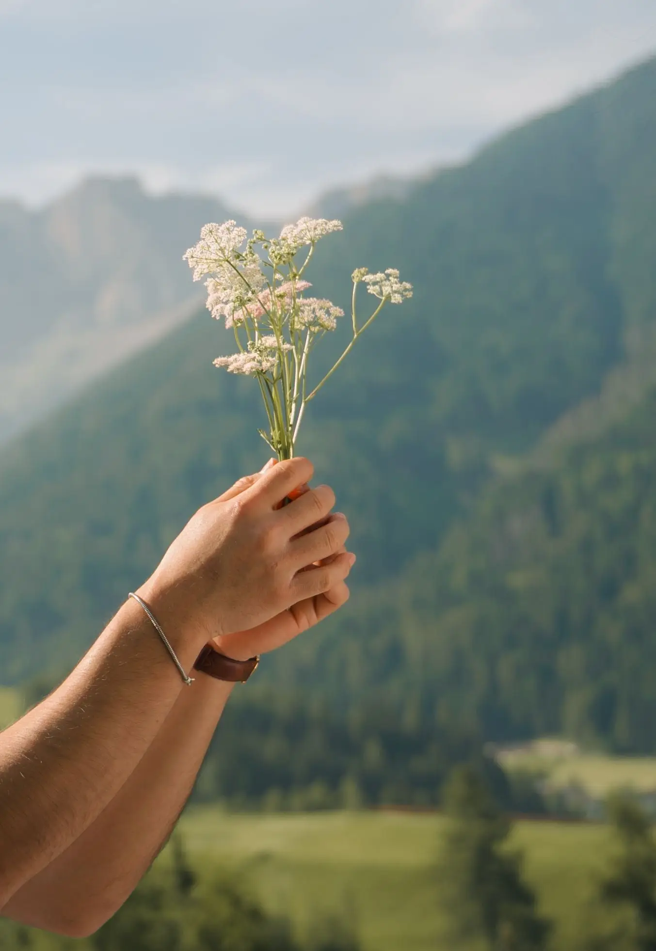 Hand holding a small bunch of wild yarrow against the valley